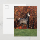 Bob Langrish | Arab Standing Autumn Background Briefkaart (Voorkant / Achterkant)