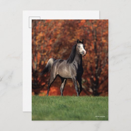 Bob Langrish | Arab Standing Autumn Background Briefkaart (Voorkant / Achterkant)