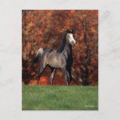 Bob Langrish | Arab Standing Autumn Background Briefkaart (Voorkant)