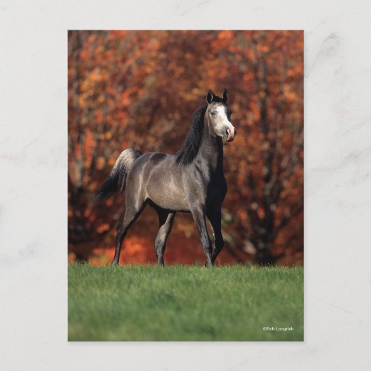 Bob Langrish | Arab Standing Autumn Background Briefkaart (Voorkant)