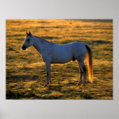 Bob Langrish | Arab Standing Backlit Poster (Voorkant)