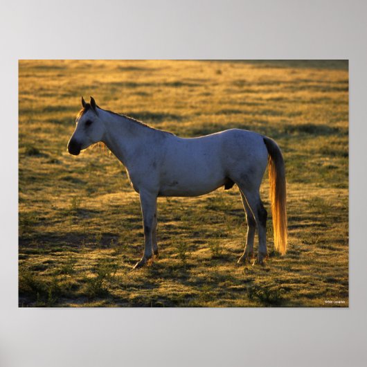 Bob Langrish | Arab Standing Backlit Poster (Voorkant)