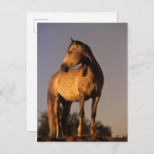 Bob Langrish | Arab Standing On Hill At Sunset Briefkaart (Voorkant / Achterkant)