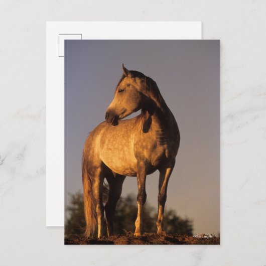 Bob Langrish | Arab Standing On Hill At Sunset Briefkaart (Voorkant / Achterkant)