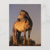 Bob Langrish | Arab Standing On Hill At Sunset Briefkaart (Voorkant)