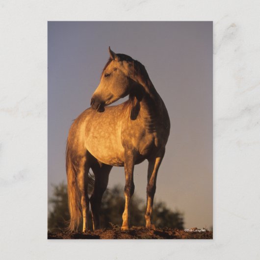 Bob Langrish | Arab Standing On Hill At Sunset Briefkaart (Voorkant)