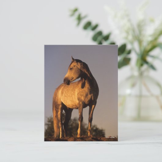 Bob Langrish | Arab Standing On Hill At Sunset Briefkaart (Staand voorkant)