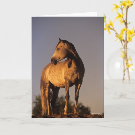 Bob Langrish | Arab Standing On Hill At Sunset Kaart (Gele Bloem)
