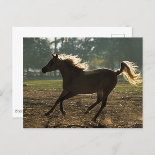 Bob Langrish Arabisch draaiende achtergrond Briefkaart