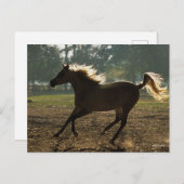 Bob Langrish | Arabisch draaiende achtergrond Briefkaart (Voorkant / Achterkant)