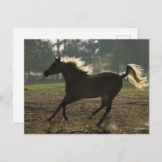 Bob Langrish | Arabisch draaiende achtergrond Briefkaart (Voorkant / Achterkant)