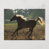 Bob Langrish | Arabisch draaiende achtergrond Briefkaart (Voorkant)