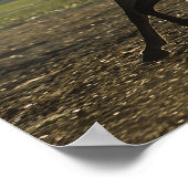 Bob Langrish | Arabisch draaiende achtergrond Poster (Hoek)