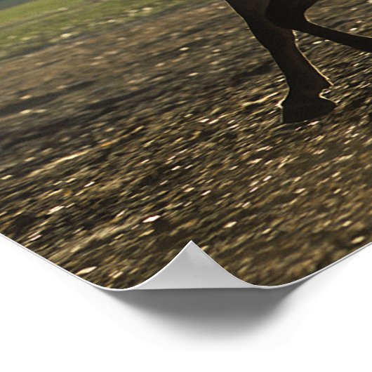 Bob Langrish | Arabisch draaiende achtergrond Poster (Hoek)