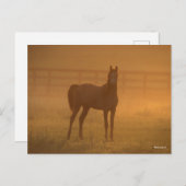 Bob Langrish | Arabisch in de lijst Briefkaart (Voorkant / Achterkant)