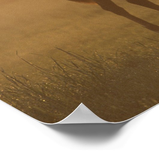 Bob Langrish | Arabisch in de lijst Poster (Hoek)