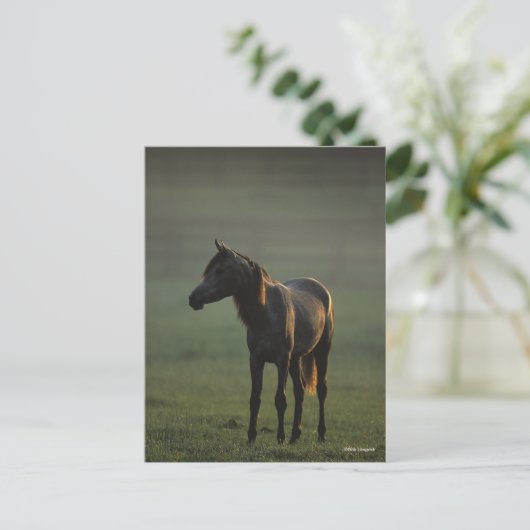 Bob Langrish | Arabisch in een mist-achtergrond Briefkaart (Staand voorkant)