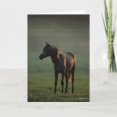 Bob Langrish | Arabisch in een mist-achtergrond Kaart (Voorkant)