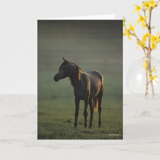 Bob Langrish | Arabisch in een mist-achtergrond Kaart (Gele Bloem)