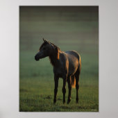 Bob Langrish | Arabisch in een mist-achtergrond Poster (Voorkant)