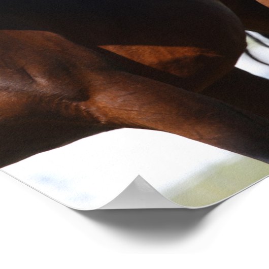 Bob Langrish | Arabisch Mare en schaap Poster (Hoek)