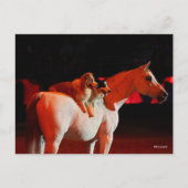 Bob Langrish | Arabisch paard met honden Briefkaart (Voorkant)