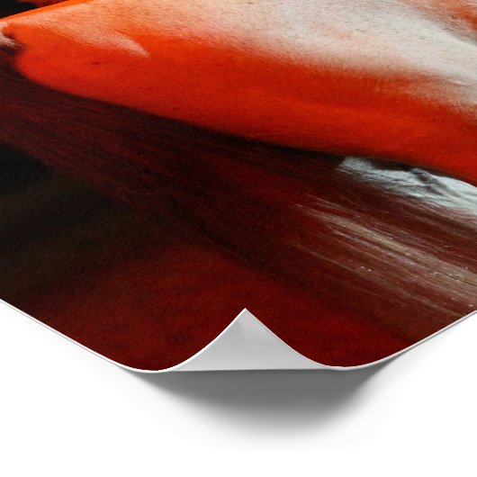 Bob Langrish | Arabisch paard met honden Poster (Hoek)