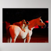 Bob Langrish | Arabisch paard met honden Poster (Voorkant)