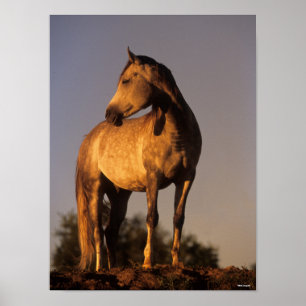 Bob Langrish   Arabisch permanent op een heuvel op Poster