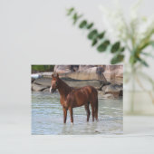 Bob Langrish | Arabisch stalletje in water Briefkaart (Staand voorkant)