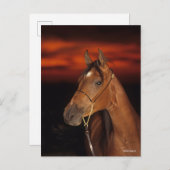 Bob Langrish | Arabisch Stallion Headshot Sunset Briefkaart (Voorkant / Achterkant)