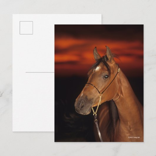 Bob Langrish | Arabisch Stallion Headshot Sunset Briefkaart (Voorkant / Achterkant)