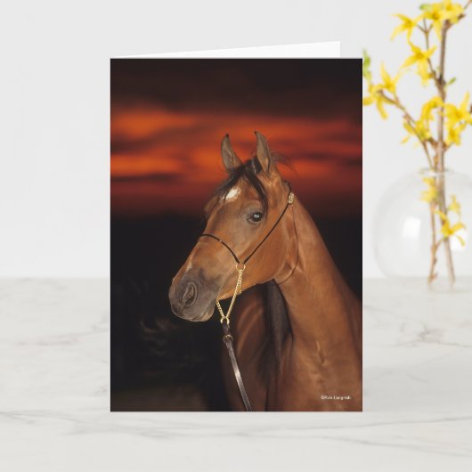 Bob Langrish | Arabisch Stallion Headshot Sunset Kaart (Gele Bloem)