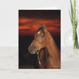 Bob Langrish   Arabisch Stallion Headshot Sunset Kaart