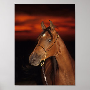 Bob Langrish   Arabisch Stallion Headshot Sunset Poster