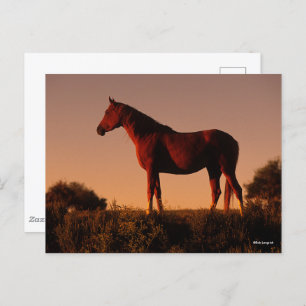 Bob Langrish Arabisch standje op zonsondergang Briefkaart