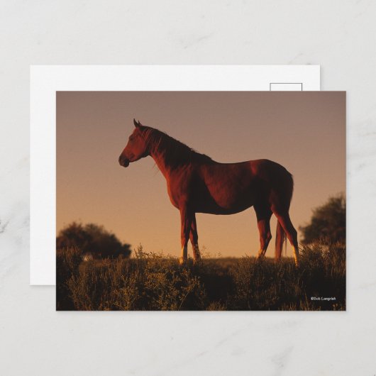 Bob Langrish | Arabisch standje op zonsondergang Briefkaart (Voorkant / Achterkant)