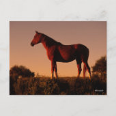 Bob Langrish | Arabisch standje op zonsondergang Briefkaart (Voorkant)