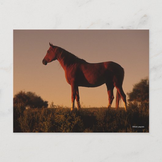 Bob Langrish | Arabisch standje op zonsondergang Briefkaart (Voorkant)