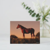 Bob Langrish | Arabisch standje op zonsondergang Briefkaart (Staand voorkant)