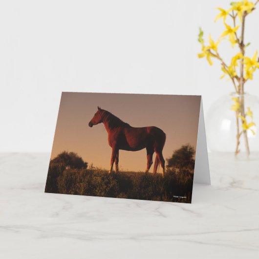 Bob Langrish | Arabisch standje op zonsondergang Kaart (Gele Bloem)