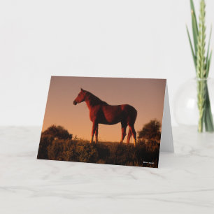 Bob Langrish   Arabisch standje op zonsondergang Kaart