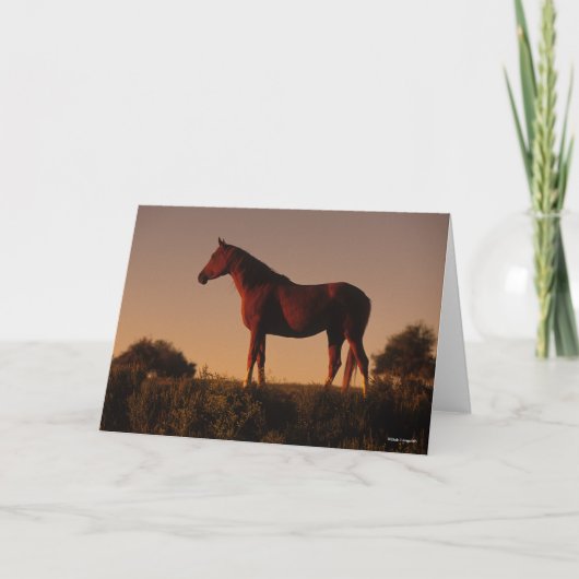 Bob Langrish | Arabisch standje op zonsondergang Kaart (Voorkant)