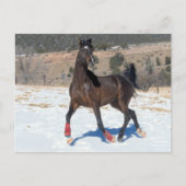 Bob Langrish | Arabische baai met sneeuw Briefkaart (Voorkant)