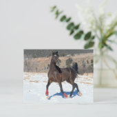 Bob Langrish | Arabische baai met sneeuw Briefkaart (Staand voorkant)