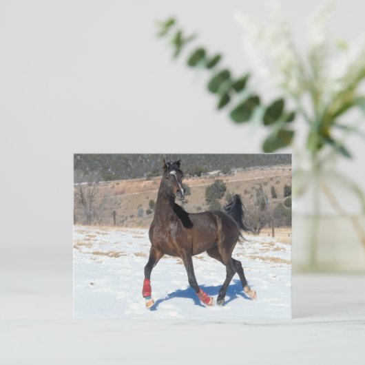 Bob Langrish | Arabische baai met sneeuw Briefkaart (Staand voorkant)