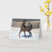 Bob Langrish | Arabische baai met sneeuw Kaart (Gele Bloem)