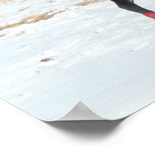 Bob Langrish | Arabische baai met sneeuw Poster (Hoek)