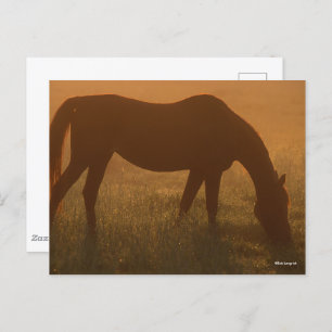 Bob Langrish Arabische begrazing op de lijst Briefkaart