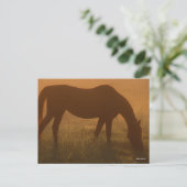 Bob Langrish | Arabische begrazing op de lijst Briefkaart (Staand voorkant)